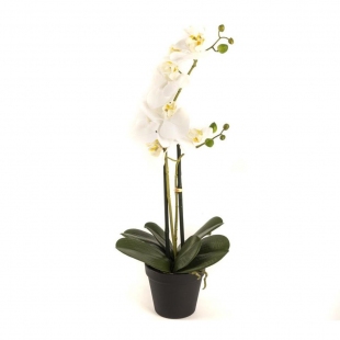 Beyaz 2li Yapay Orkide 58 cm