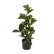 Hookeriana Yapay Çiçek 47 cm