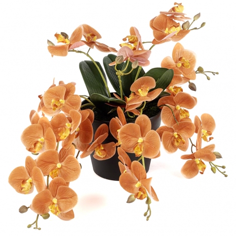 Amber Romance Orkide 33 cm