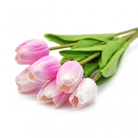 Islak Lale Pembe-Beyaz